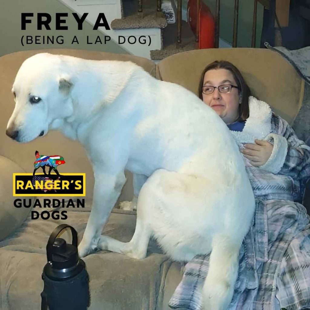 Freya, the Turkmen Alabai dog being a lap dog.