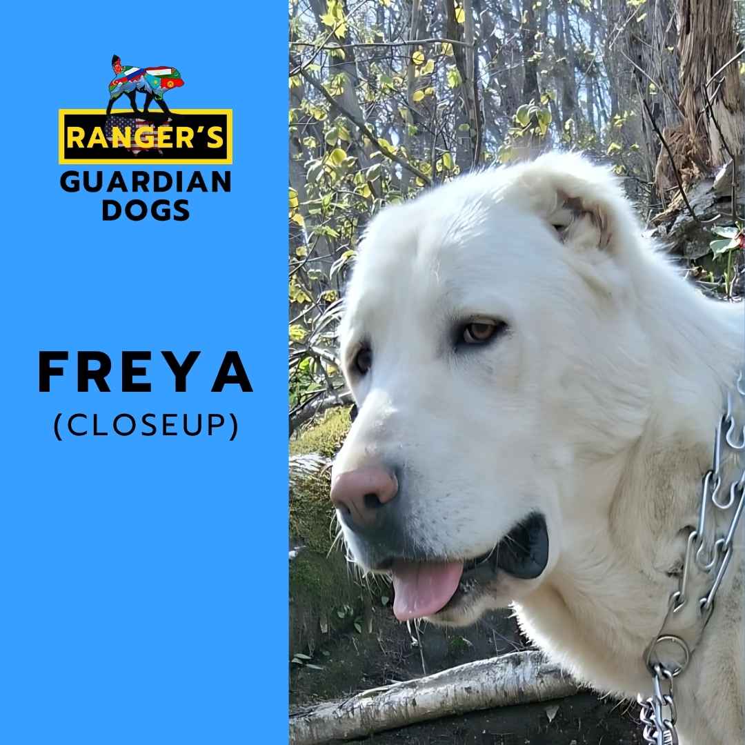 Freya, the Turkmen Alabai shepherd guardian dog.