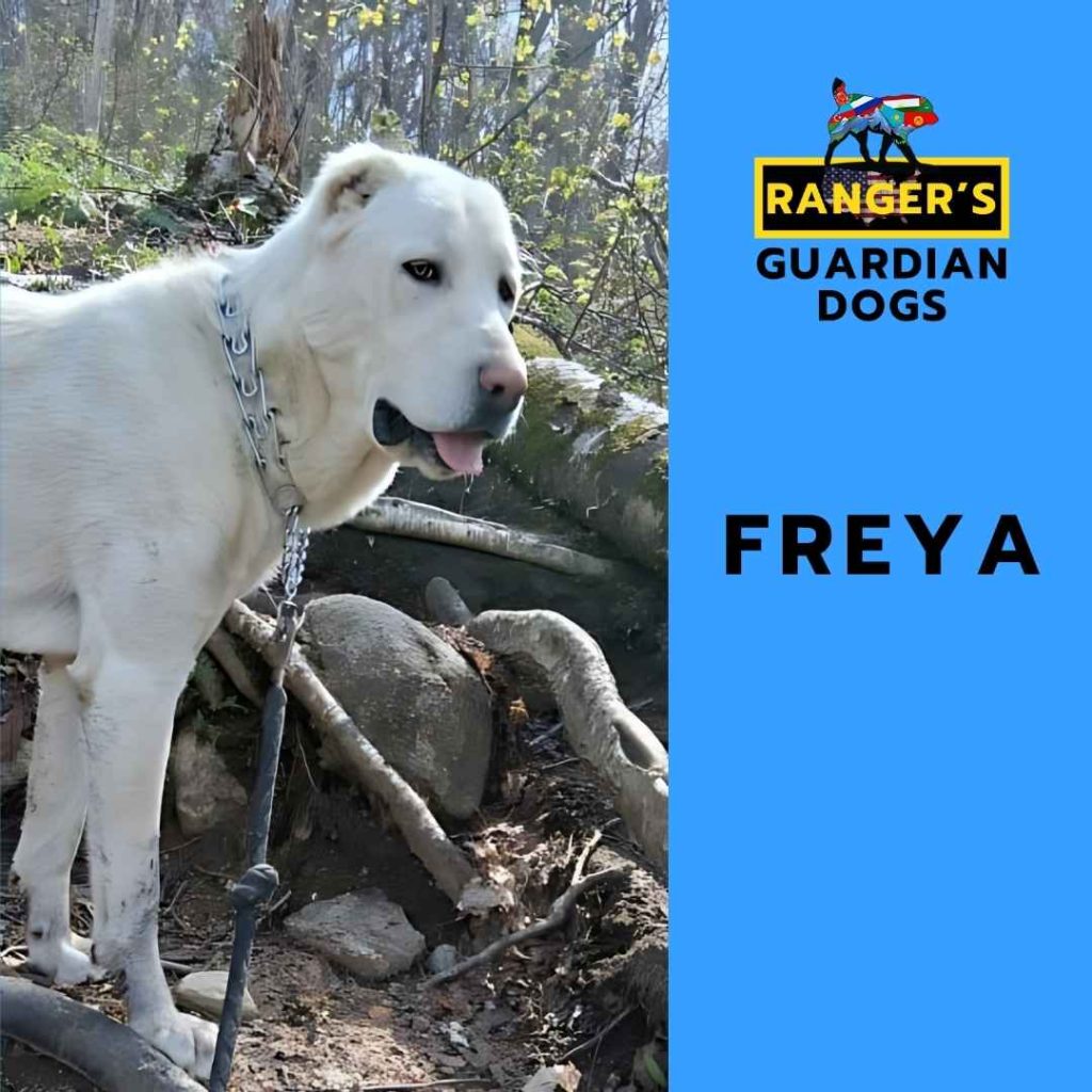 Freya, the alpha mama Turkmen Alabai central Asian shepherd guardian dog.