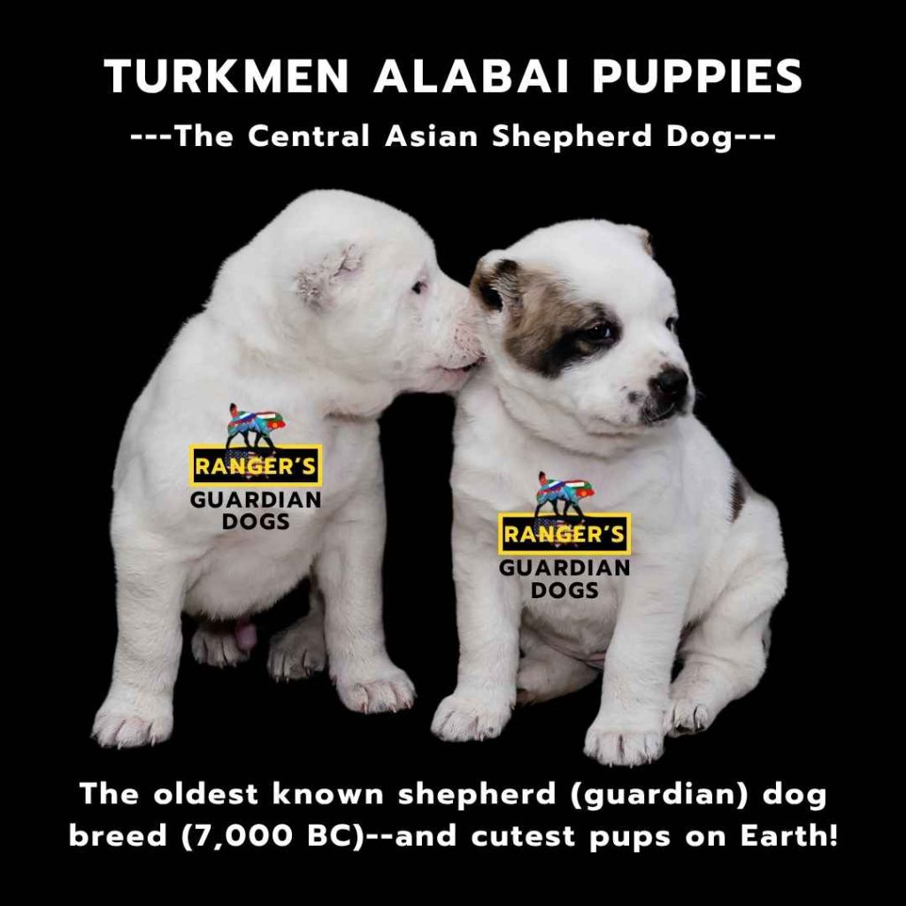 Two turkmen alabai central asian shepherd guardian dog puppies sitting down next to each other.