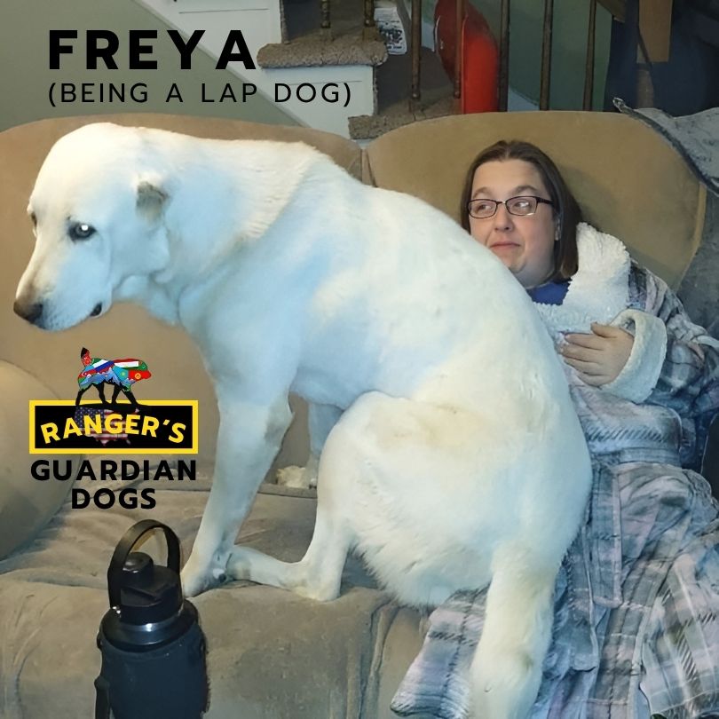 Freya, the Turkmen Alabai dog being a lap dog.