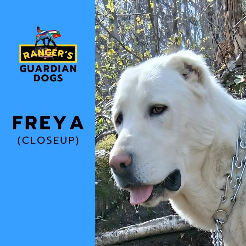 Freya, the Turkmen Alabai Central Asian Shepherd Guardian Dog at Ranger's Guardian Dogs.