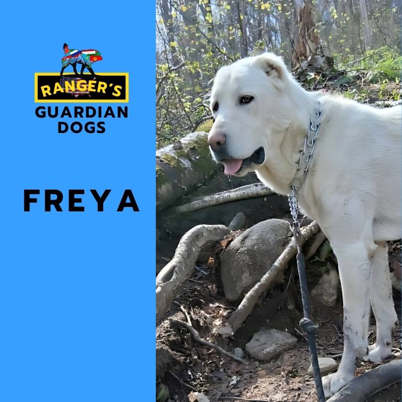 Freya, the Alpha-mama Turkmen Alabai Central Asian Shepherd Guardian Dog, aka Turkmen Wolf-Hound, at Ranger's Guardian Dogs standing in the woods on a leash.
