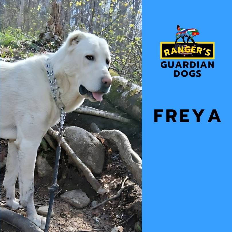 Freya, the alpha-mama Turkmen Alabai central Asian shepherd guardian dog, aka Turkmen Wolf-Hound, at Ranger's Guardian Dogs.