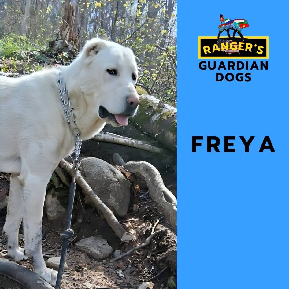Freya, the Alpha-mama Turkmen Alabai central Asian shepherd guardian dog, aka Turkmen Wolf-Hound, at Ranger's Guardian Dogs.