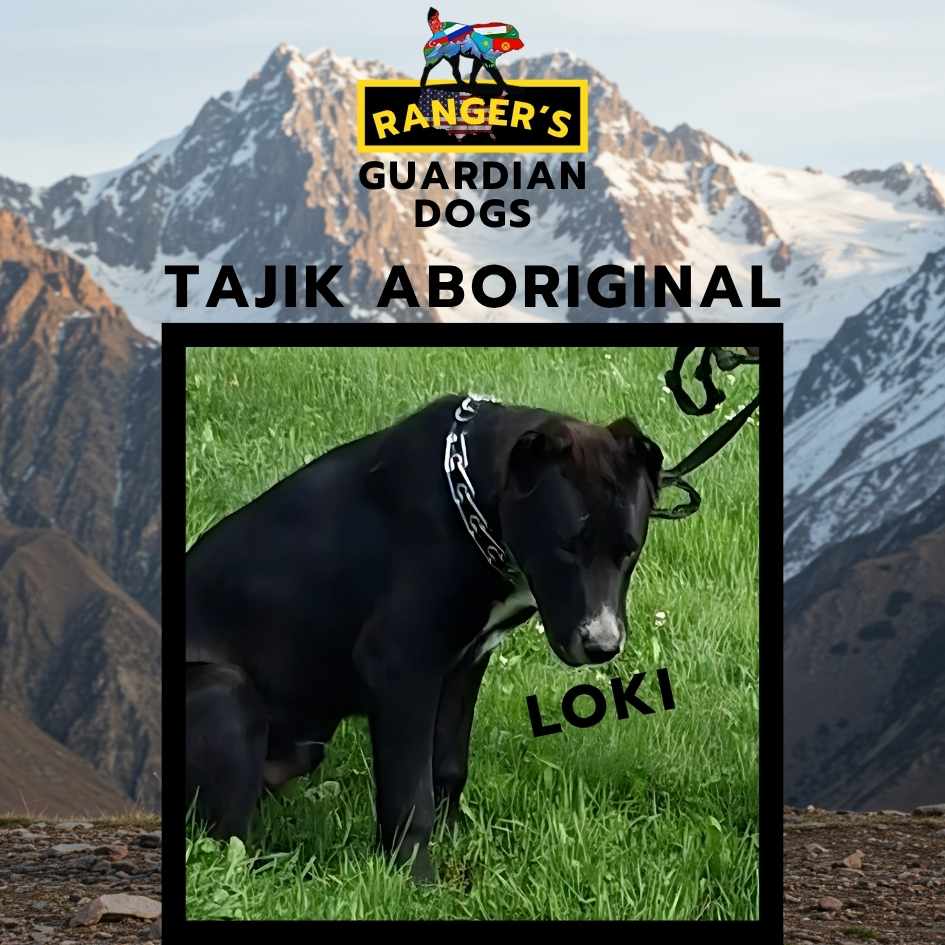 Loki, the Tajik Aboriginal Central Asian Shepherd Dog sitting in the grass at Ranger's Guardian Dogs kennel in Irasburg, Vermont.