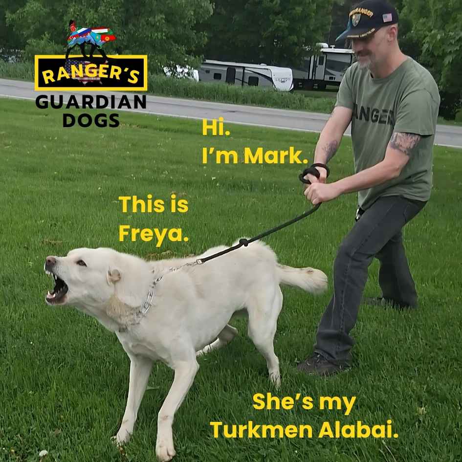The owner of Ranger's Guardian Dogs standing in the grass, holding firmly onto the leash for his Turkmen Alabai Central Asian Shepherd Dog name Freya. Freya is standing guard, and showing her teeth.