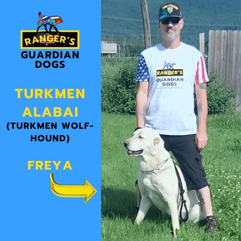 The owner of Ranger's Guardian Dogs standing in the grass with his Turkmen Alabai Central Asian Shepherd Guardian Dog named Freya, aka the Turkmen Wolf-Hound.