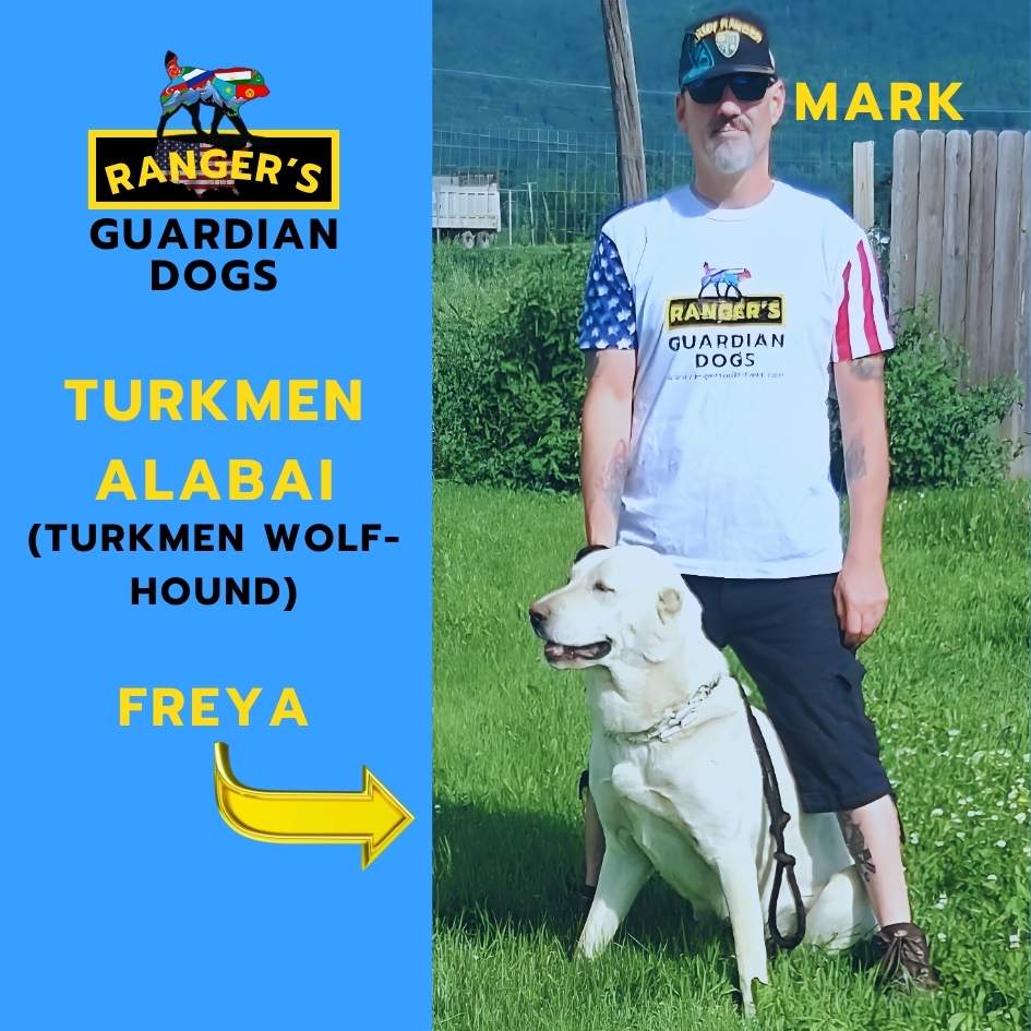 The owner of Ranger's Guardian Dogs standing in the grass with his Turkmen Alabai Central Asian Shepherd Guardian Dog named Freya, aka the Turkmen Wolf-Hound.