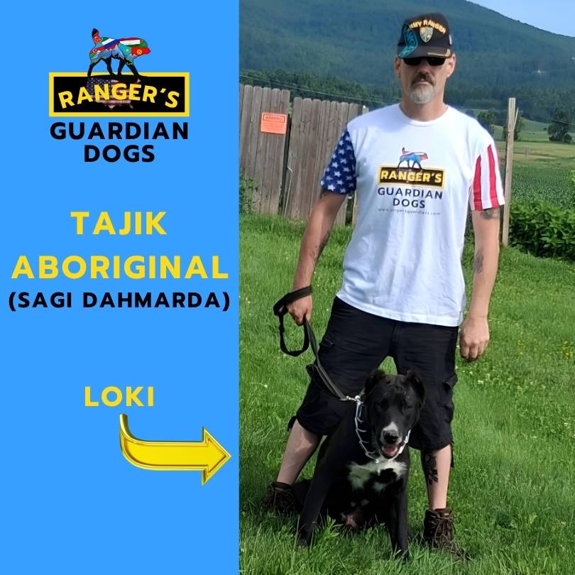 The owner of Ranger's Guardian Dogs standing in the grass with his Tajik Aboriginal Central Asian Shepherd Guardian Dog named Loki, aka Sagi Dahmarda.