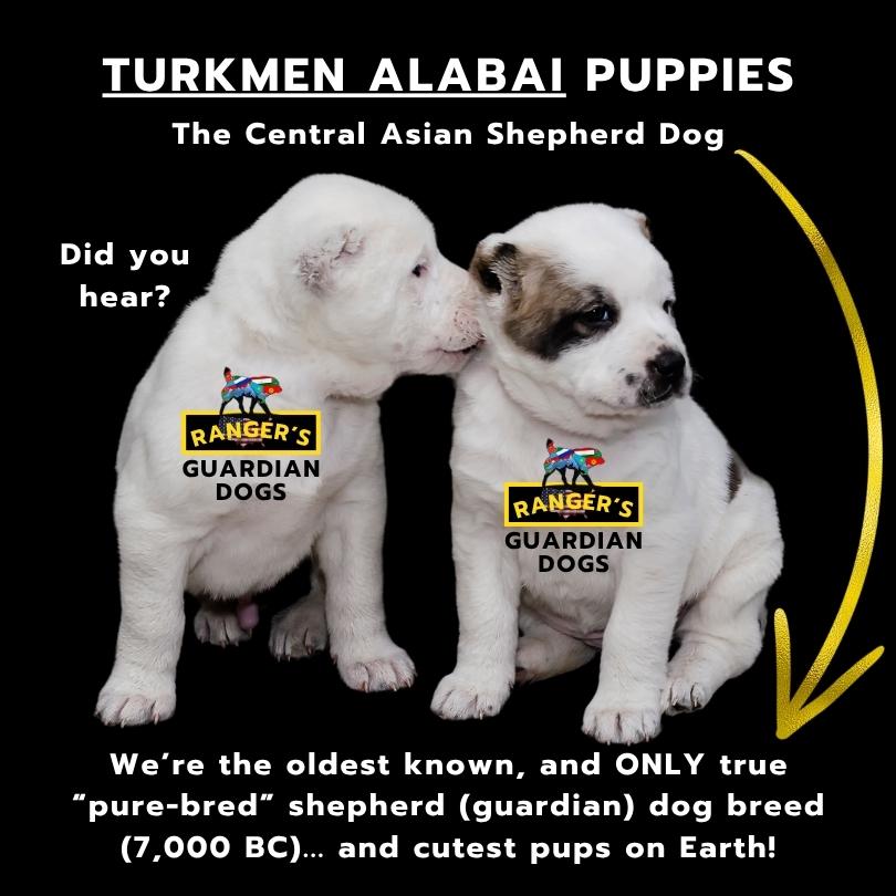 Two Turkmen Alabai Central Asian Shepherd guardian dog puppies sitting down next to each other.