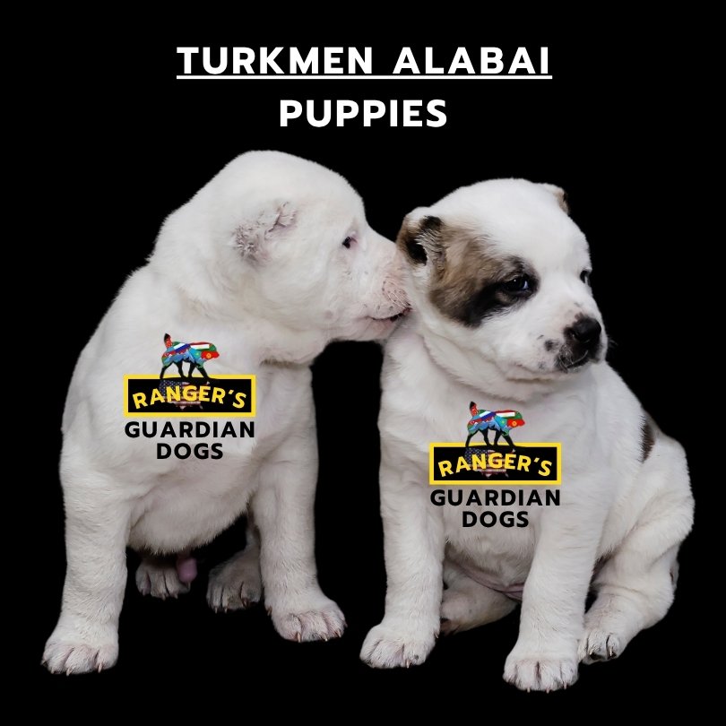 two Turkmen Alabai puppies sitting on the ground next to each other; one puppy is licking the face of the other puppy.