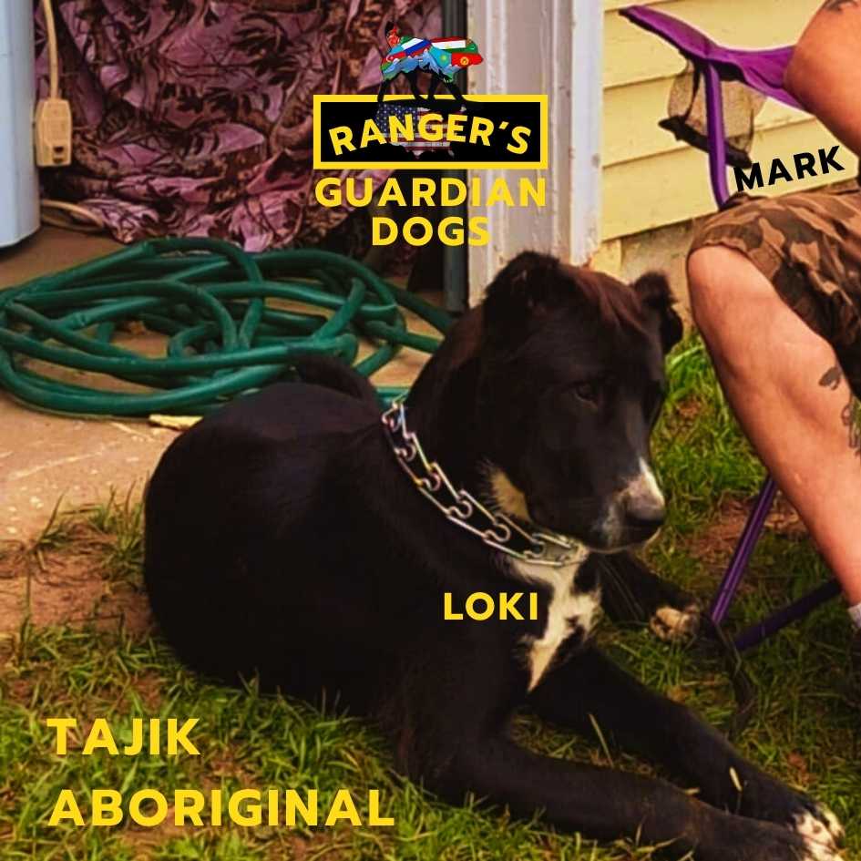 A photograph of the owner of Ranger's Guardian Dogs sitting with his Tajik Aboriginal Dog named Loki, a Central Asian Shepherd Guardian Dog.