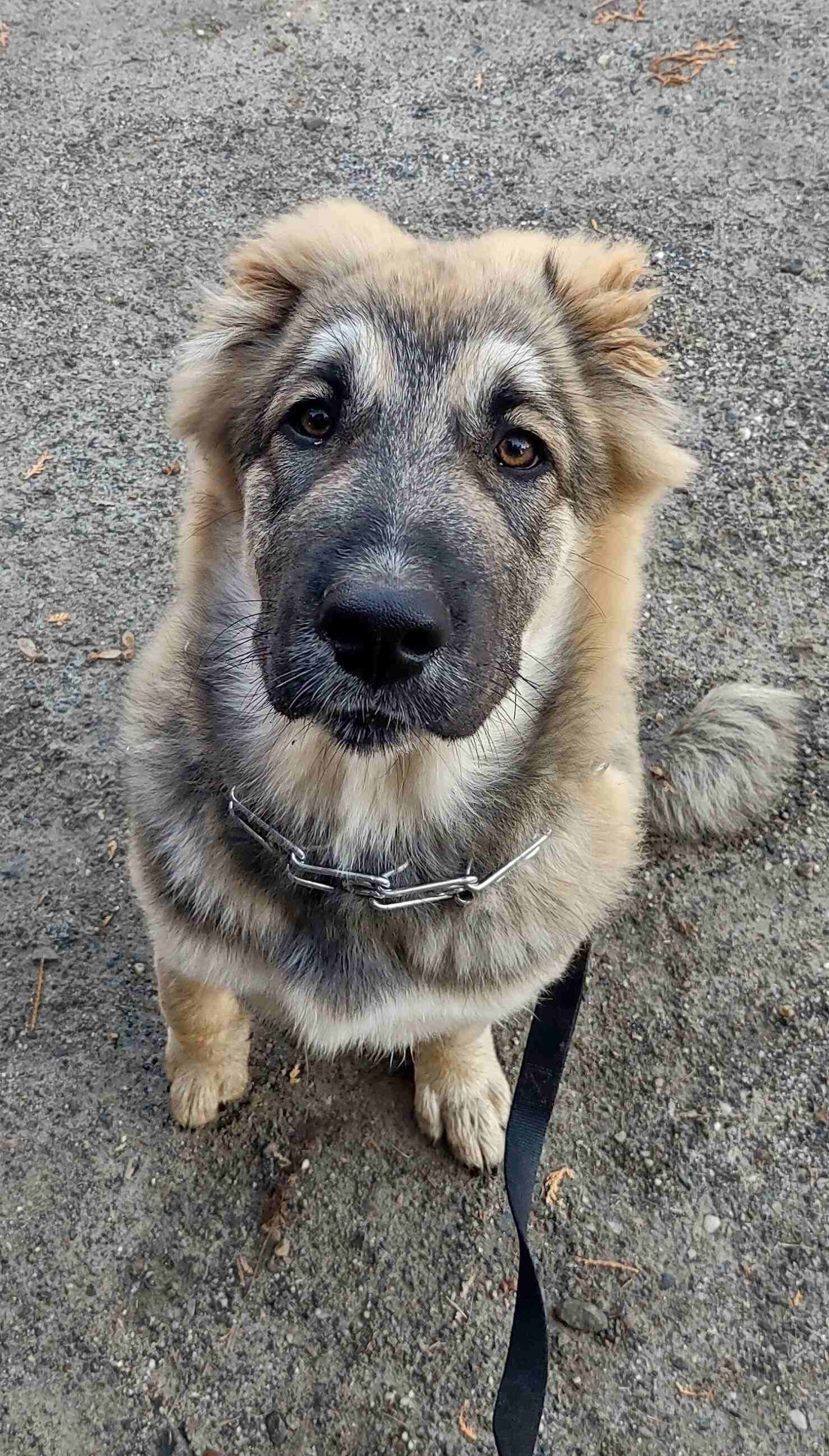 Closeup photo of Hela the Kyrgyz Aboriginal Central Asian Shepherd Dog at Ranger's Guardian Dogs.