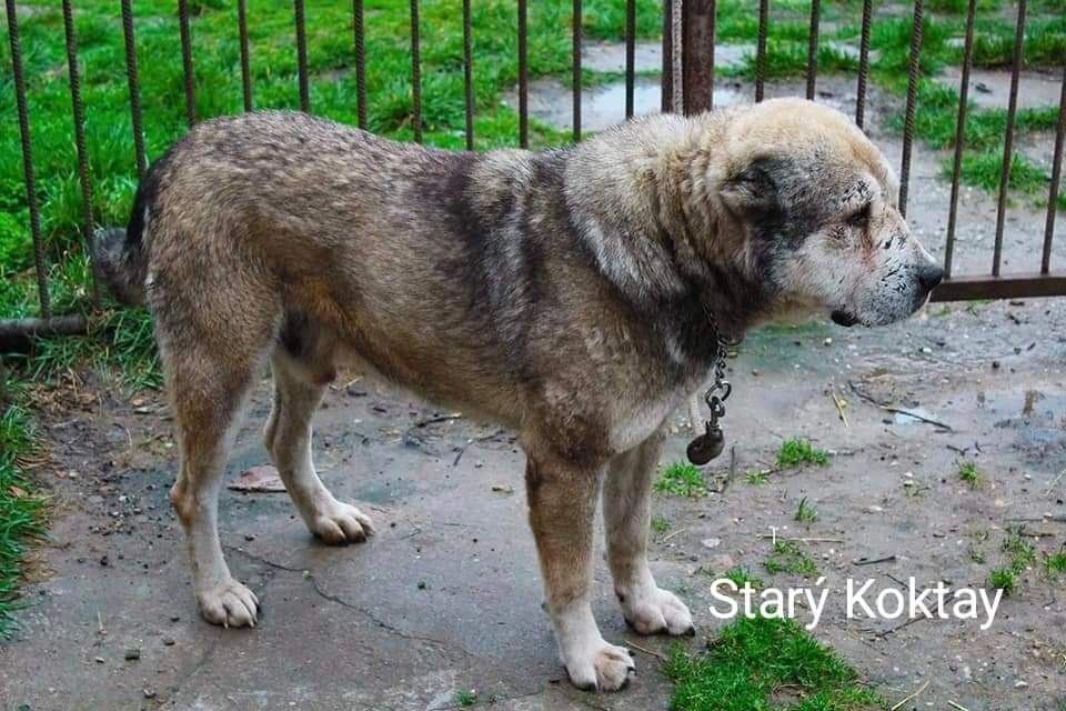 Photo of Hela's Grandfather, Stary Koktay, the pure bred Kyrgyz Aboriginal Dog.