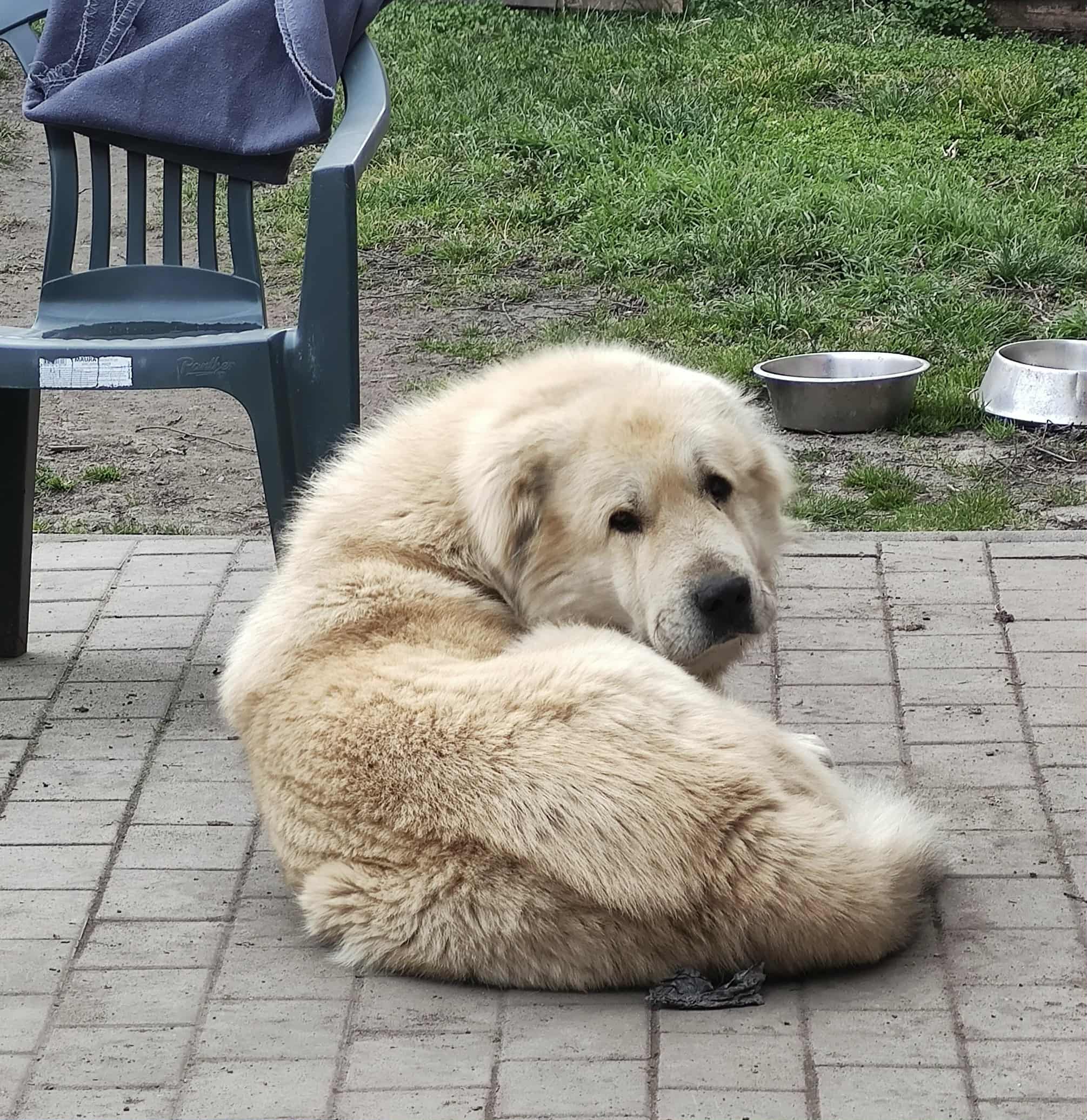 Hela's dad, Uglay the Central Asian Shepherd Dog laying on the ground on a stone patio outside and looking at the camera.
