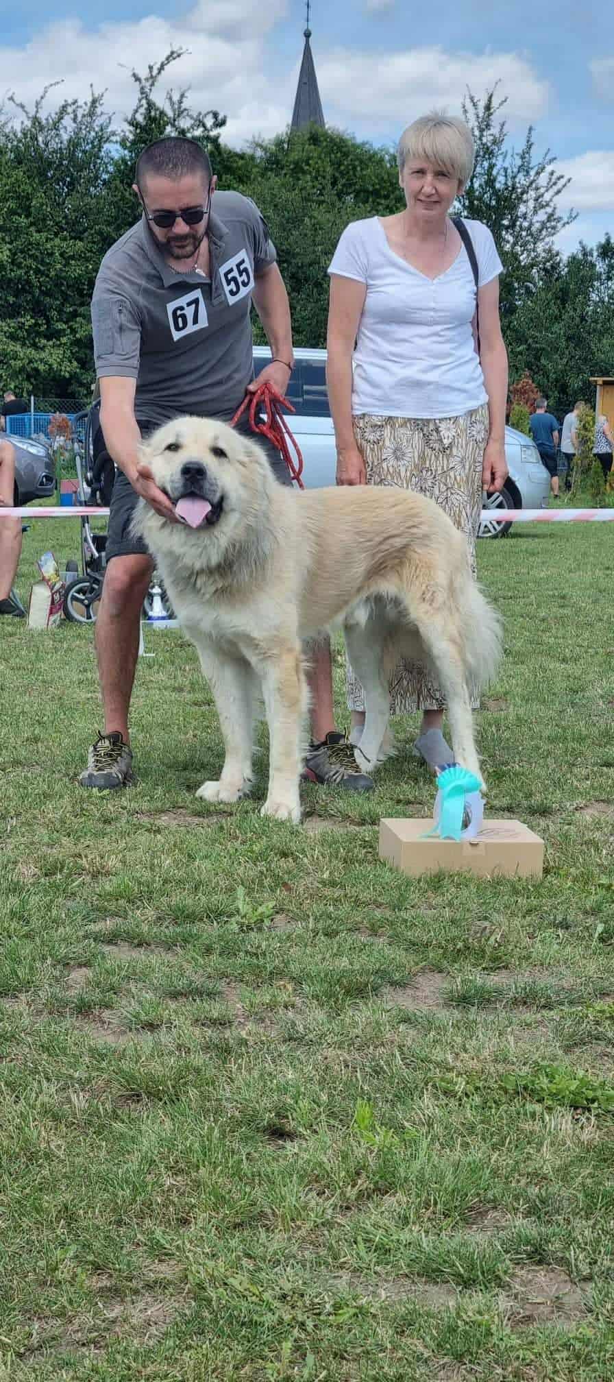 Hela's dad, Uglay the Central Asian Shepherd Dog standing with his owners at a dog show.