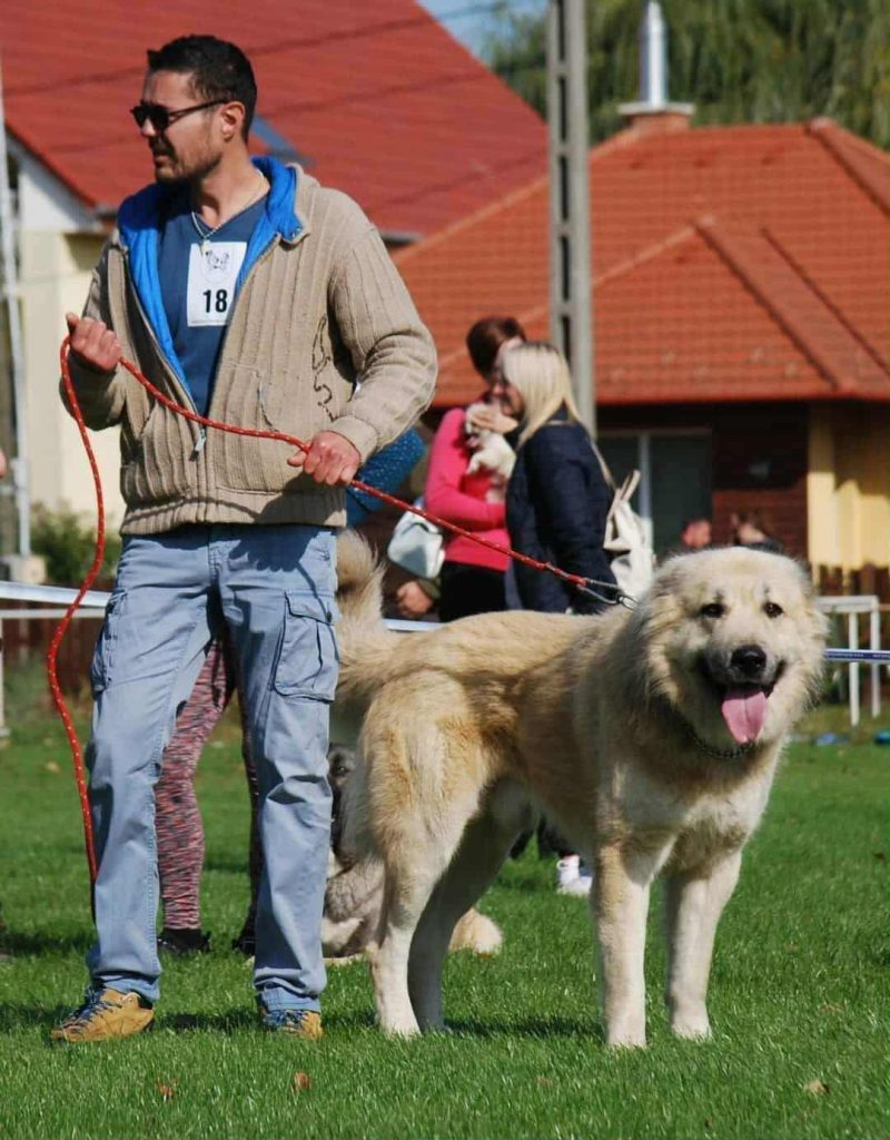 Hela's dad, Uglay the Kyrgyz Aborginal Dog standing with his owner at a dog show.
