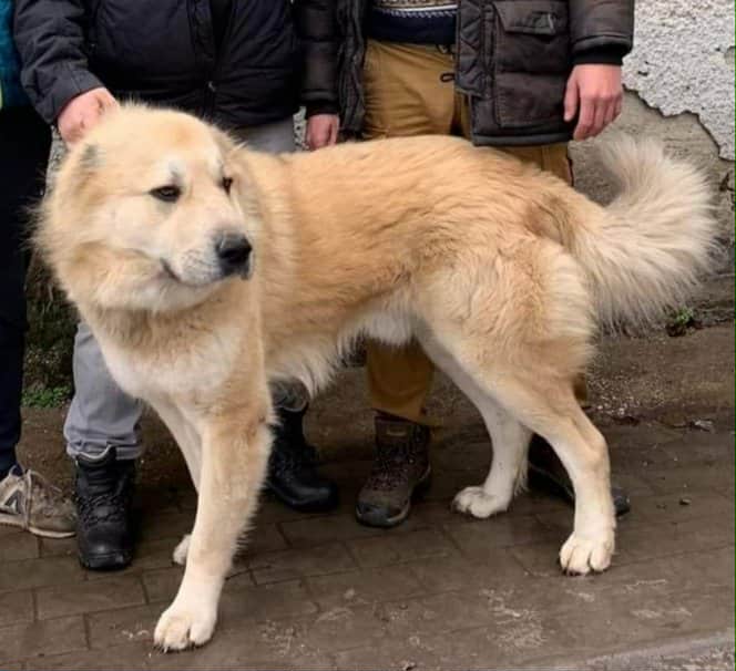 Hela's dad, Uglay the Kyrgyz Aboriginal Dog standing with his owners.