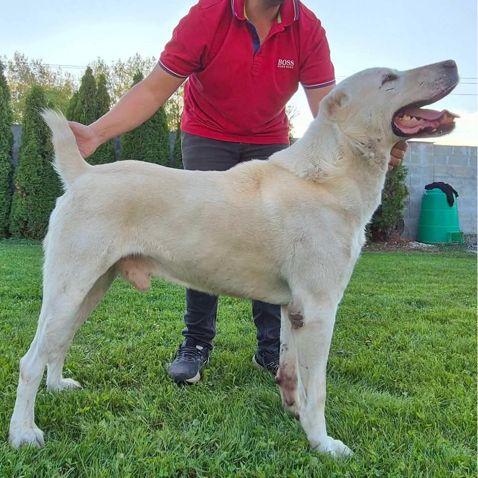 Freya's dad, Dakar, pure-bred Turkmen Alabai Dog standing in the grass with his owner.