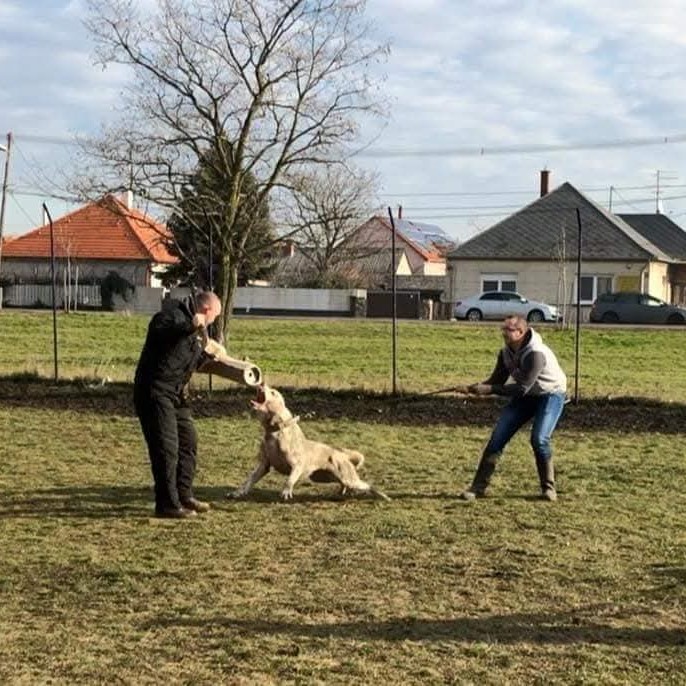 Freya's dad, Dakar, pure-bred Turkmen Alabai Dog training with his owner.
