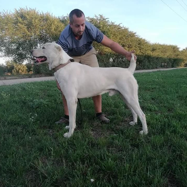 Freya's dad, Dakar, pure-bred Turkmen Alabai Dog standing in the grass.
