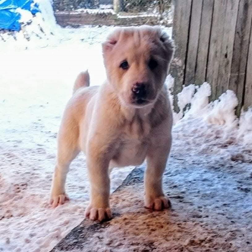 Freya's dad, Dakar, pure-bred Turkmen Alabai Dog as a puppy.