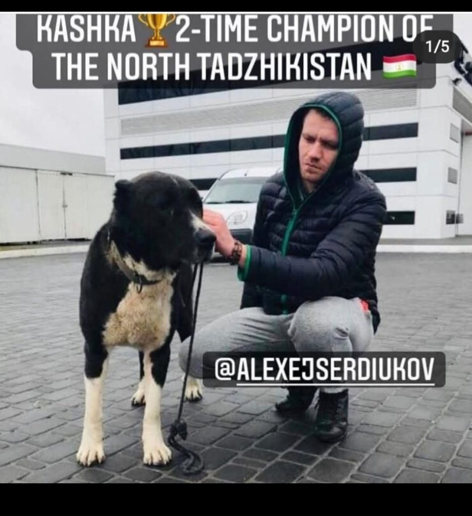 A photo of Loki's dad, the Tajik Aboriginal Dog and 2-time champion.