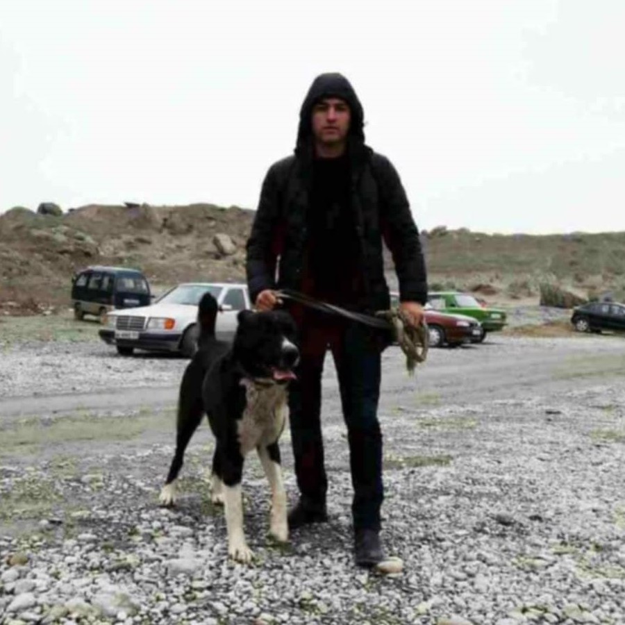 Loki's dad, Kashka, a pure-bred Tajik Aboriginal Dog and the Champion of Tajikistan.