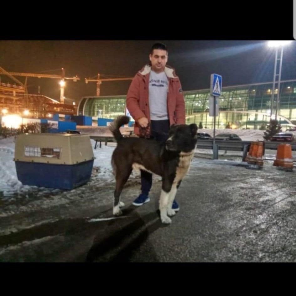 Loki's dad, Kashka, the Champion of Tajikistan and pure-bred Tajik Aboriginal Dog.