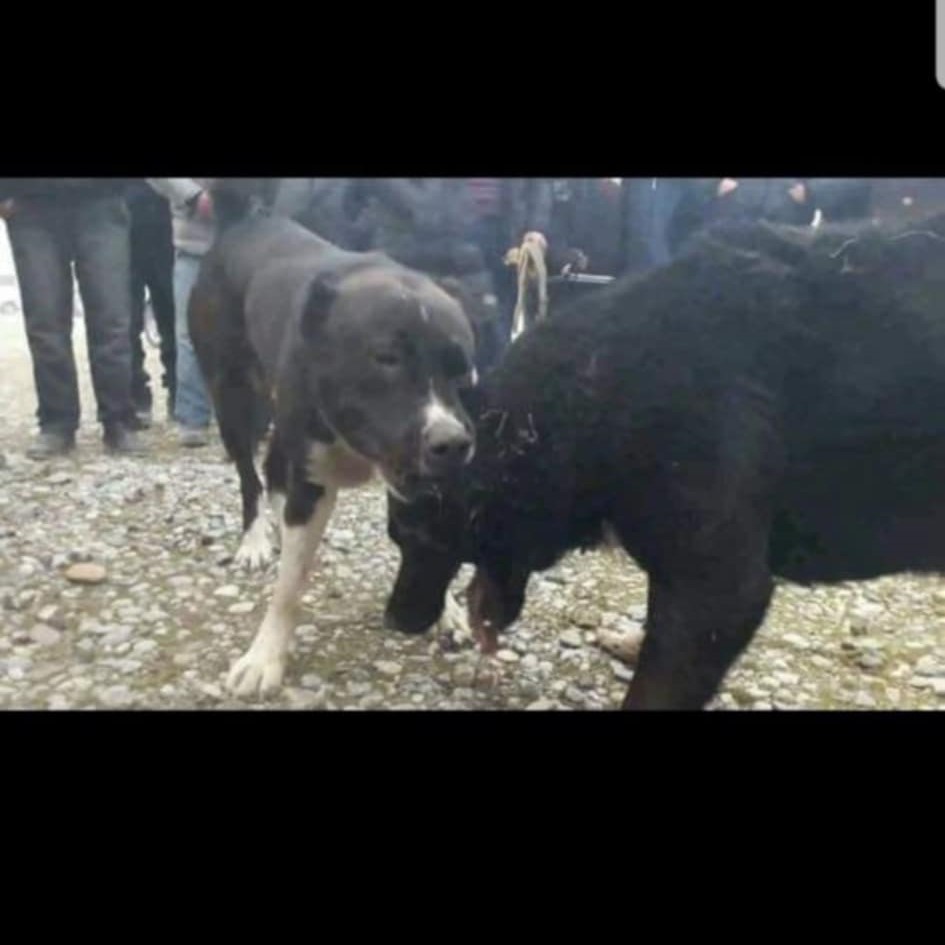 Loki's dad, Kashka, the Champion dog of Tajikistan.