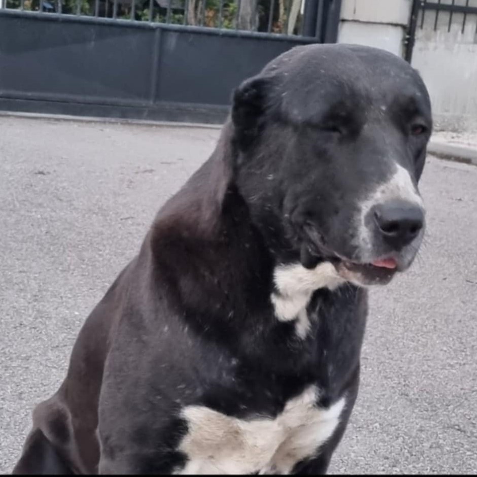 Loki's mom, Arikan, a pure-bred Sagi Dahmarda Tajik Aboriginal Dog.