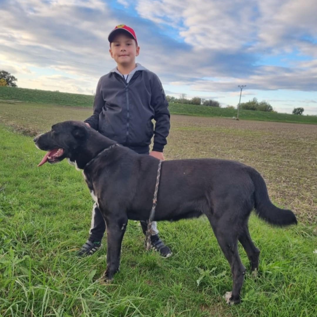 Loki's mom, Arikan, the pure-bred Sagi Dahmarda Central Asian Shepherd Dog.