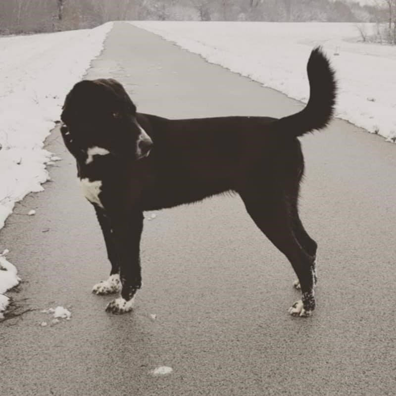 Loki's mom, Arikan, a pure-bred Tajik Aboriginal Dog.